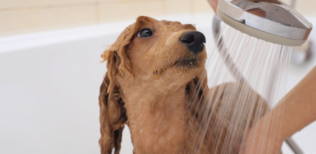 Mascotas en departamentos, pet friendly